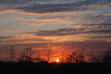 Sunset over Dwarf Cypress Forest in Everglades National Park, Florida.