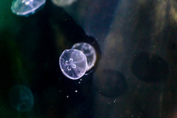 Naklejka na ściany i meble Group of jellyfish swimming in the water tank