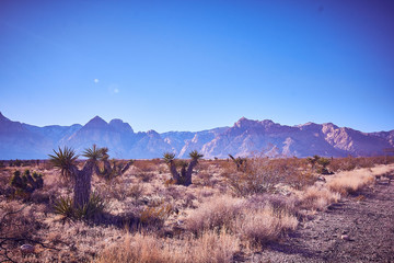 Fototapeta na wymiar Nevada Desert Landscape