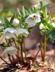 クリスマスローズ