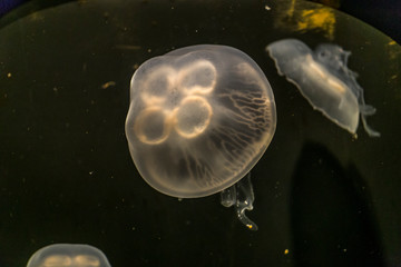 Jellyfish swim in the aquarium