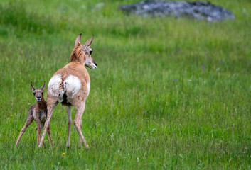 newborn pronghorn antelope and mother in Lamar Valley Yellowstone National Park 