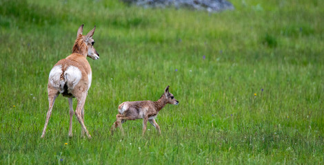 newborn pronghorn antelope and mother in Lamar Valley Yellowstone National Park 