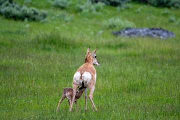 newborn pronghorn antelope and mother in Lamar Valley Yellowstone National Park 