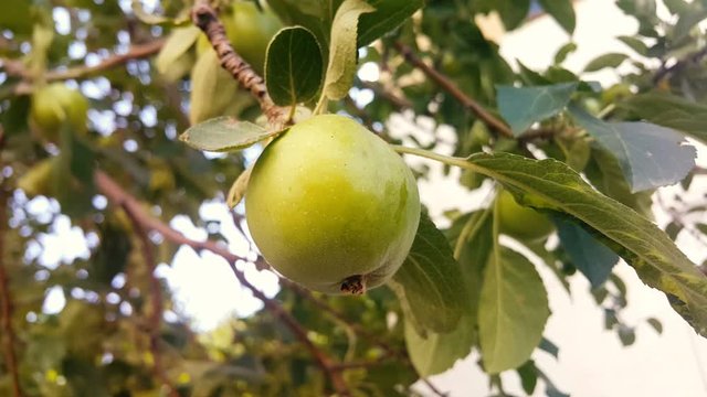 Apple tree with green apples in the garden. Close up, 4k Resolution.