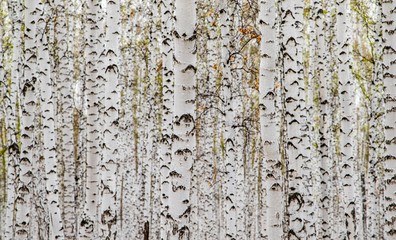 Fototapety  Forest texture, white birch trees as a background.