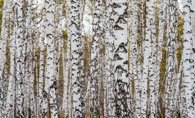 Forest texture, white birch trees as a background.