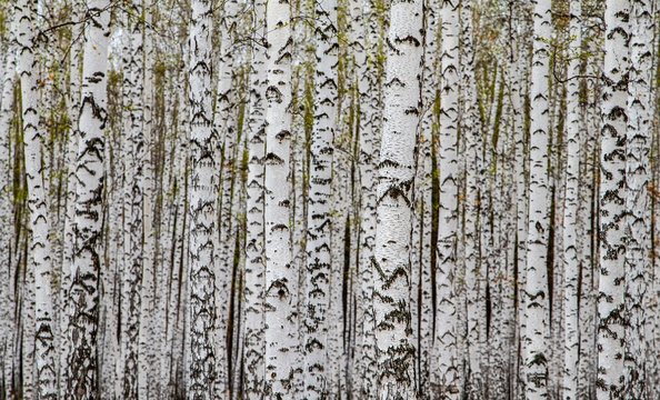 Forest texture, white birch trees as a background.