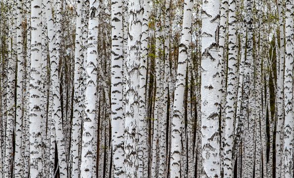 Forest texture, white birch trees as a background.