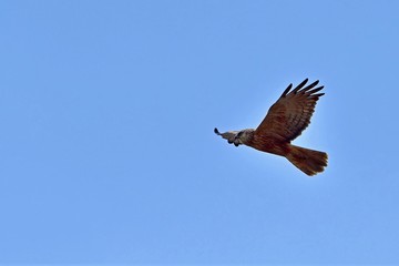 青空バックに悠然と飛ぶチュウヒメス