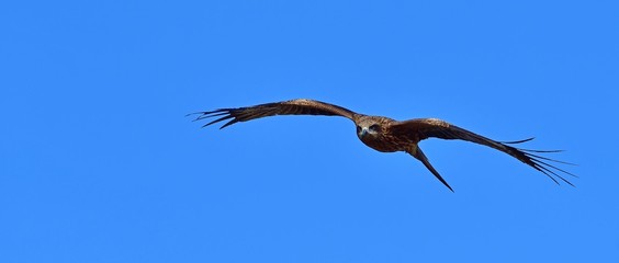 青空バックに優雅に飛ぶトビ