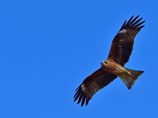 青空バックに優雅に飛ぶトビ