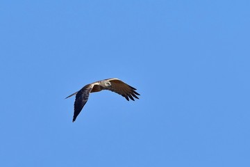 青空バックに悠然と飛ぶチュウヒオス