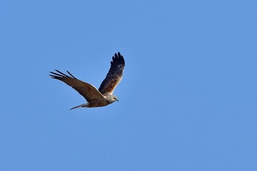 青空バックに悠然と飛ぶチュウヒオス