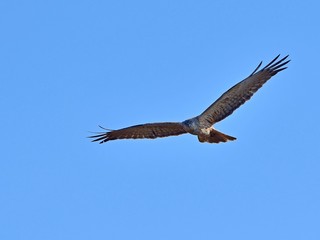 青空バックに悠然と飛ぶチュウヒオス