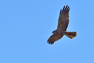 青空バックに悠然と飛ぶチュウヒメス