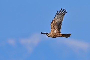 Obraz premium 青空バックに悠然と飛ぶチュウヒメス