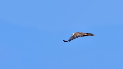 青空バックに悠然と飛ぶチュウヒオス