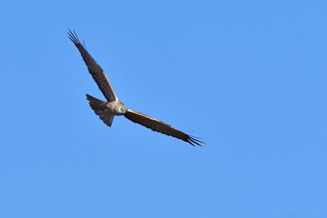 青空バックに悠然と飛ぶチュウヒオス