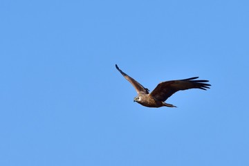 青空バックに悠然と飛ぶチュウヒメス