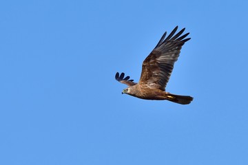 青空バックに悠然と飛ぶチュウヒメス