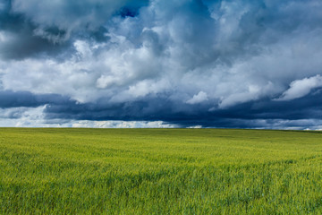 Plakat Scenic rural fields in summer, in a agricultural area in Romania, with green fields of wheat, poppy flowers, and storm clouds