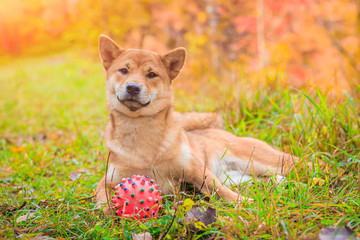 Shiba dog on a walk in the autumn park. Beautiful fluffy dog. .