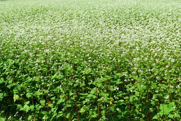 蕎麦畑 白い花