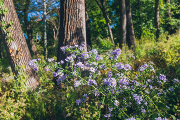 Obraz na płótnie Canvas flowers and trees in the forest