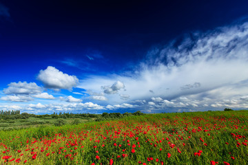 Beautiful pastoral scenery in early summer, with wild red poppy flowers along old railroad track