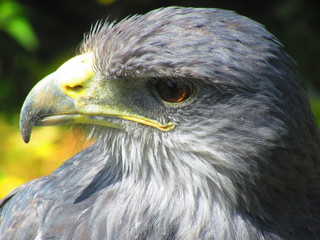 Tête d'aigle bleu avec un grand bec et un oeil perçant