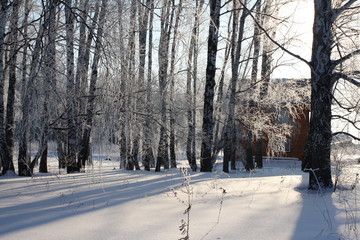 beautiful winter Russian forest of trees in the snow are birches a magnificent landscape of Siberian nature