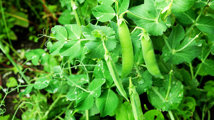 green plant in the garden горошек
