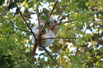 Koala bear on a branch