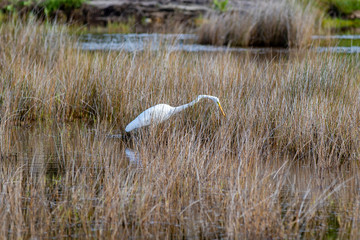 Beautiful Great Egret wading in the marsh looking for a meal at Canaveral National Seashore on the East coast of Florida (USA).
