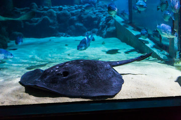 Close up of Short Tail Stingray in the aquarium