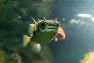 Porcupine pufferfish on the aquarium © Natalia