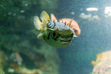 Porcupine pufferfish on the aquarium