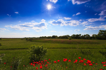 Beautiful pastoral scenery in early summer, with wild red poppy flowers along old railroad track