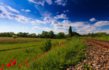 Beautiful pastoral scenery in early summer, with wild red poppy flowers along old railroad track