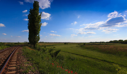 Beautiful pastoral scenery in early summer, with wild red poppy flowers along old railroad track