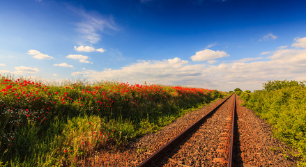 Wild red poppy flowers in remote rural area, along an old scenic railroad