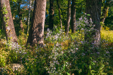 flowers and trees in the forest