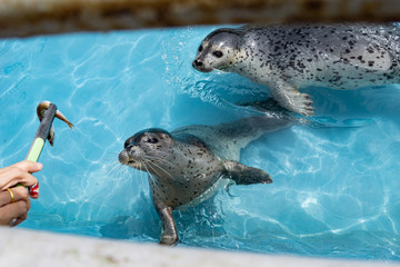 Hungry cute gray seals swimming in the sea water to eat the fish which feeding from human.