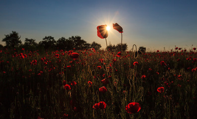 Rural fields in summer, with beautiful blooming wild red poppy flowers