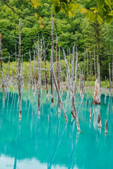 View of natural color blue and green water with the green forest the signature tree reflection on water surfaceat Biei, Hokkaido called Shirogane Blue Pond. The famous place for tourist to visit Japan