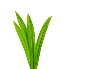 Fresh green pandan leaves isolated on white background.