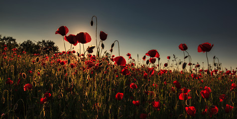 Naklejka na ściany i meble Wild red poppies at sunset, in a remote rural field in Eastern Europe