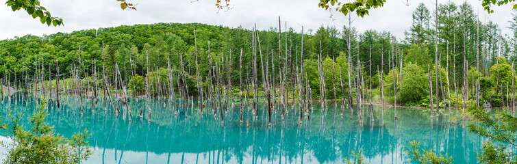Obraz premium Panorama view of natural color blue and green water with the green forest and mountain at Biei, Hokkaido called Shirogane Blue Pond. The famous place for tourist to visit Japan.