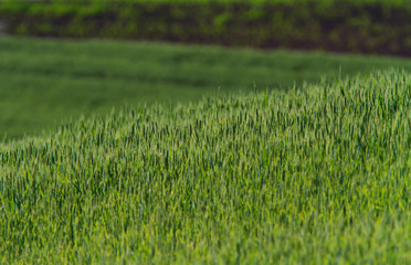 Rural scenery with green fields of wheat and rice, in early summer
